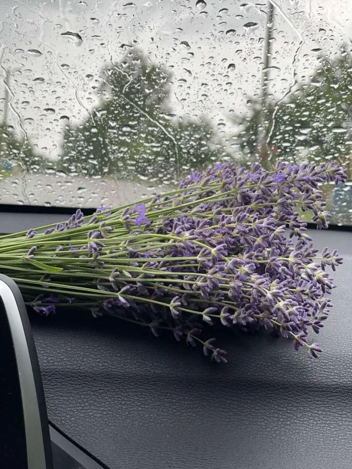 Сухоцветы лаванда