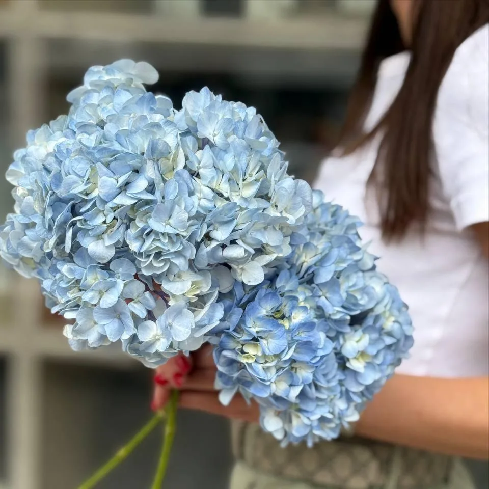Гортензия «Голубая»